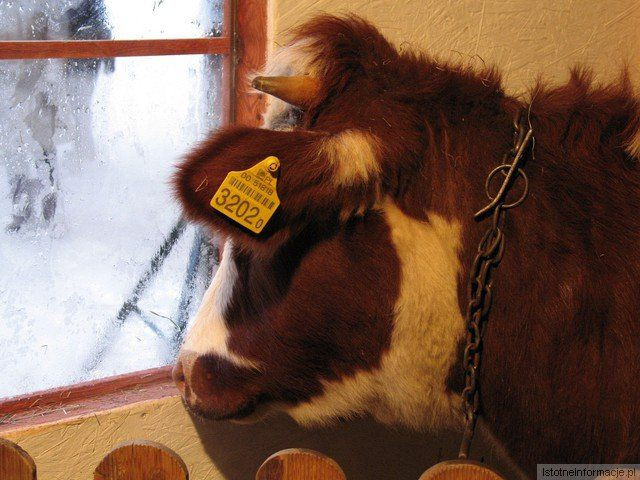 Bolesławiecka Gwiazdka Życzliwości