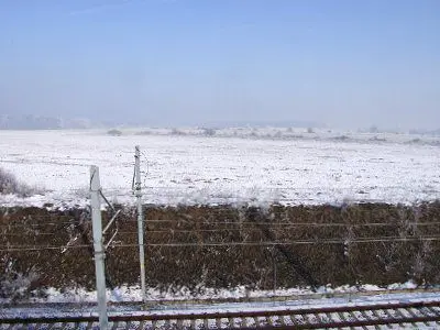 Martwe ptaki leżały na polu między Bolesławcem a Dobrą