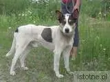 Laki