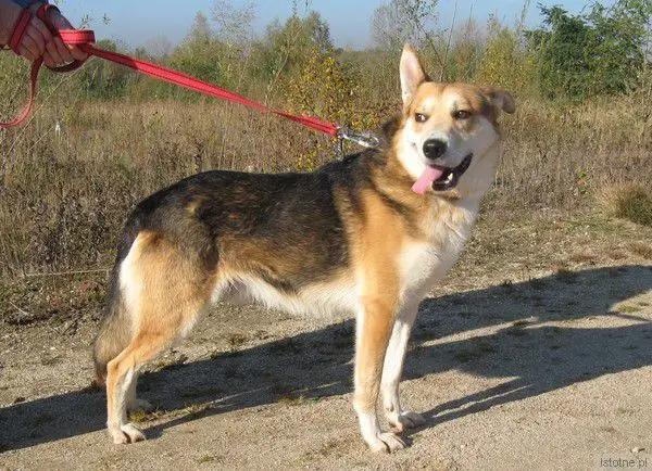 Maksio