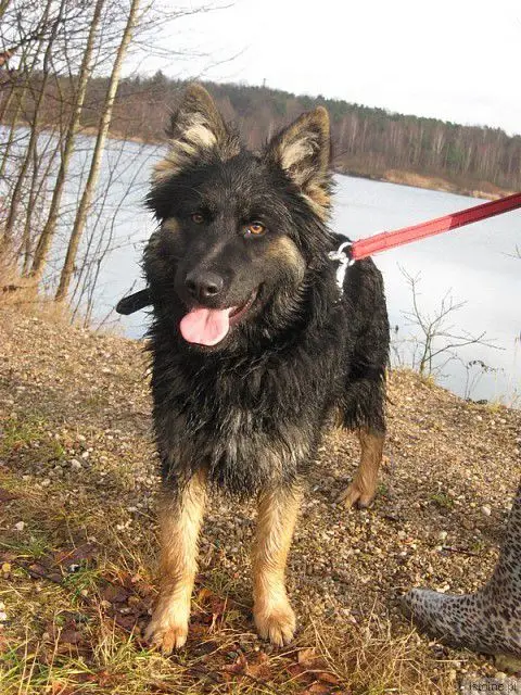 Ringo