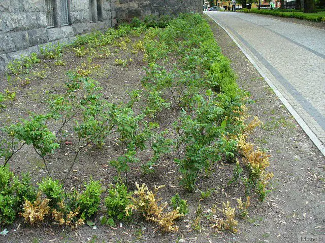 Planty są ubogie w roślinność i praktycznie bez kwiatów, przyniosłyby wstyd każdemu ogrodnikowi