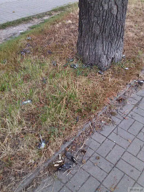 Około 30 martwych ptaków pod drzewem niedaleko wiaduktu kolejowego