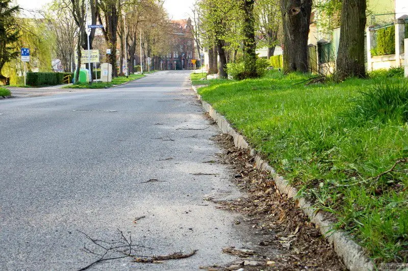 Powiatowa aleja Wojska Polskiego. Według starostwa jest czysta (niedziela, 6 kwietnia 2014)