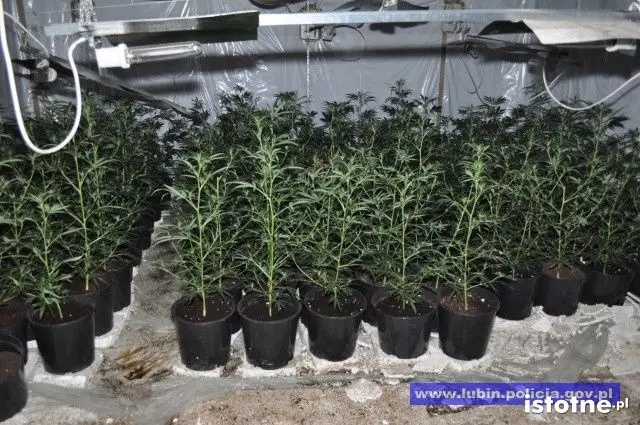 Zlikwidowana plantacja marihuany