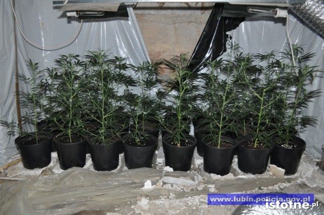 Zlikwidowana plantacja marihuany