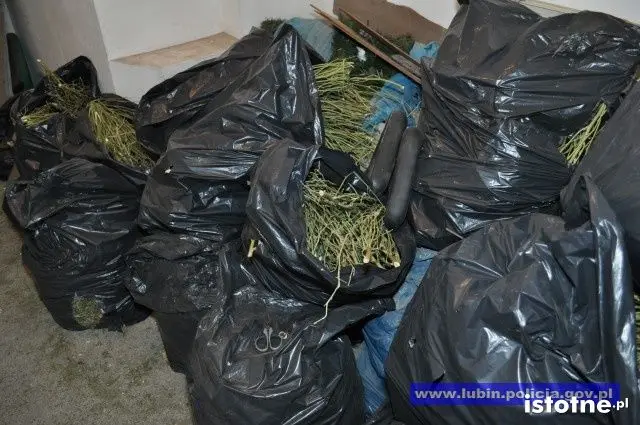 Zlikwidowana plantacja marihuany