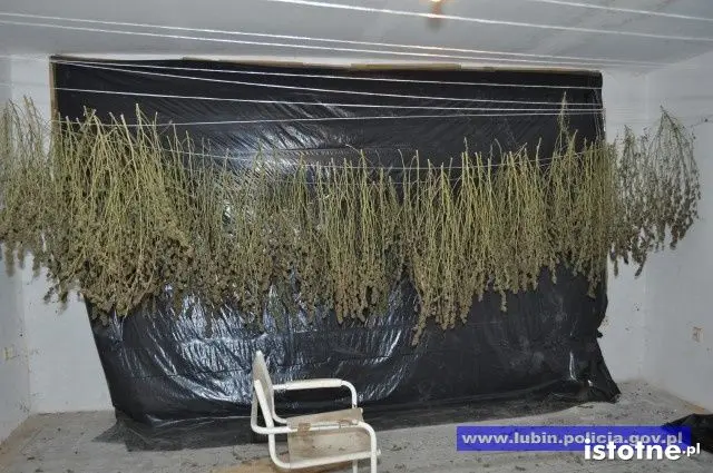 Zlikwidowana plantacja marihuany