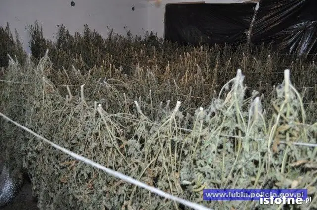 Zlikwidowana plantacja marihuany