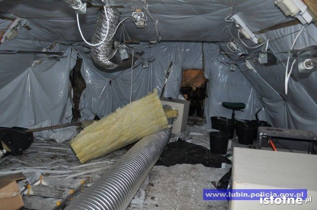 Zlikwidowana plantacja marihuany