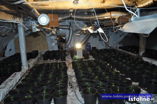 Zlikwidowana plantacja marihuany