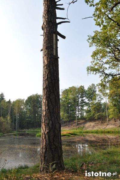 Bartnicy w Borach Dolnośląskich