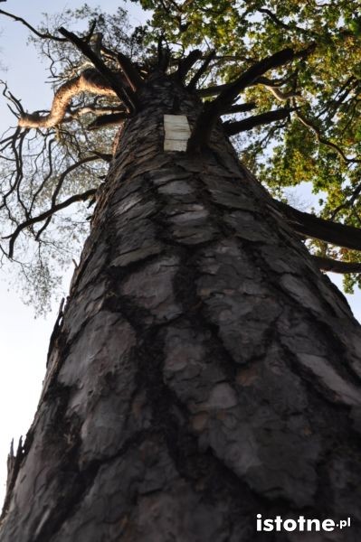 Bartnicy w Borach Dolnośląskich