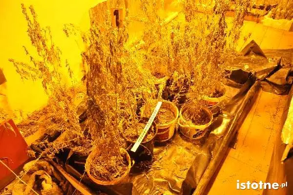 Marihuana