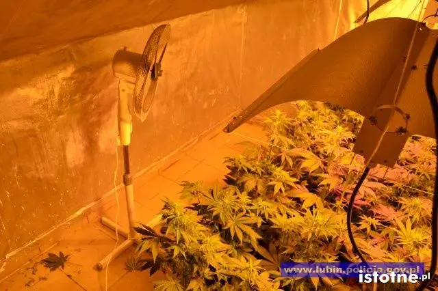 Marihuana