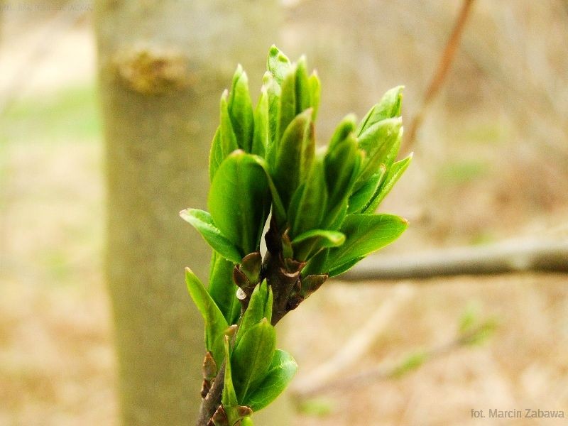 Fotograficzne obrazy przedwiośnia