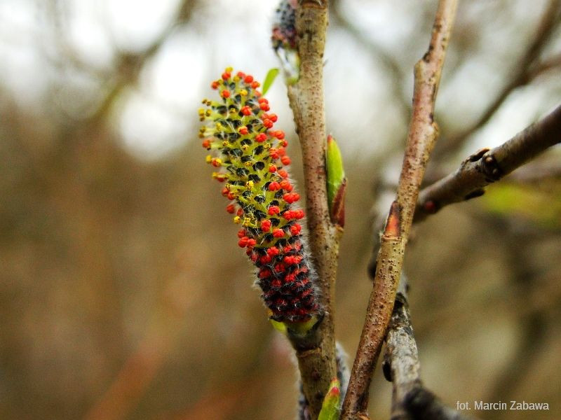 Fotograficzne obrazy przedwiośnia