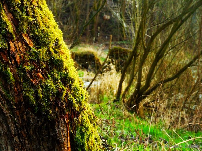 Fotograficzne obrazy przedwiośnia