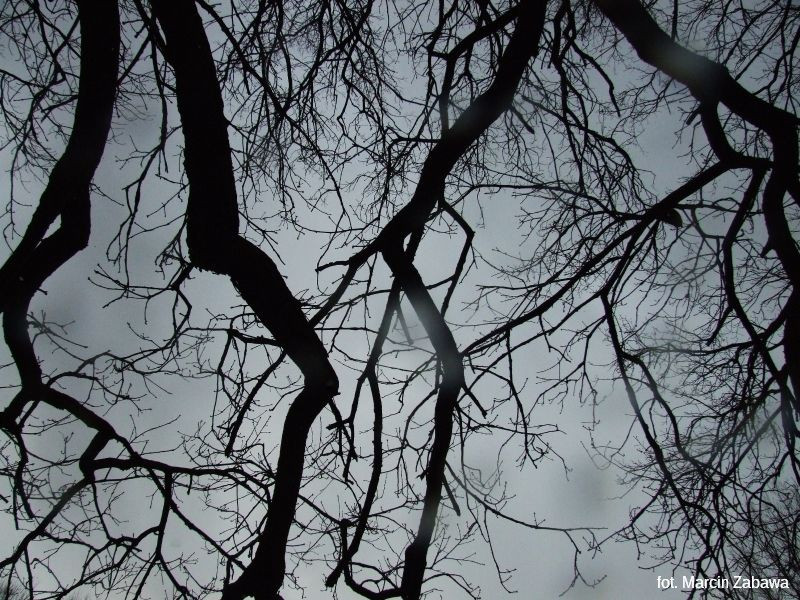 Fotograficzne obrazy przedwiośnia