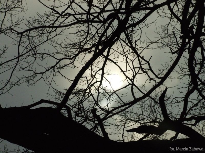 Fotograficzne obrazy przedwiośnia