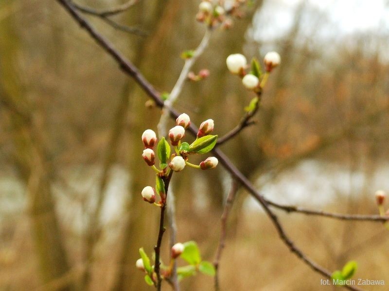 Fotograficzne obrazy przedwiośnia