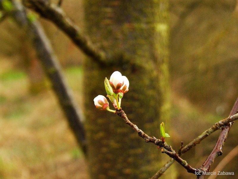 Fotograficzne obrazy przedwiośnia