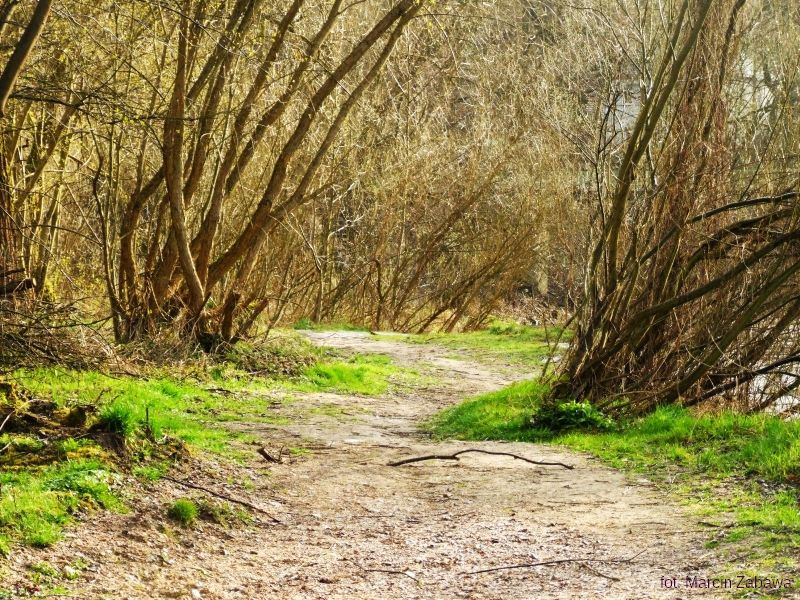 Fotograficzne obrazy przedwiośnia