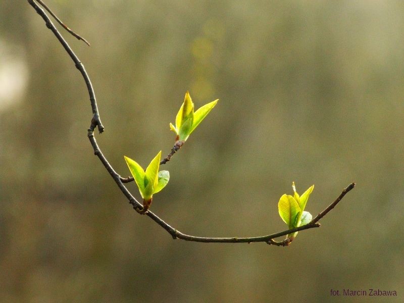 Fotograficzne obrazy przedwiośnia
