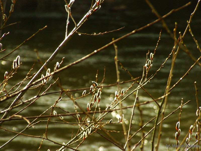 Fotograficzne obrazy przedwiośnia