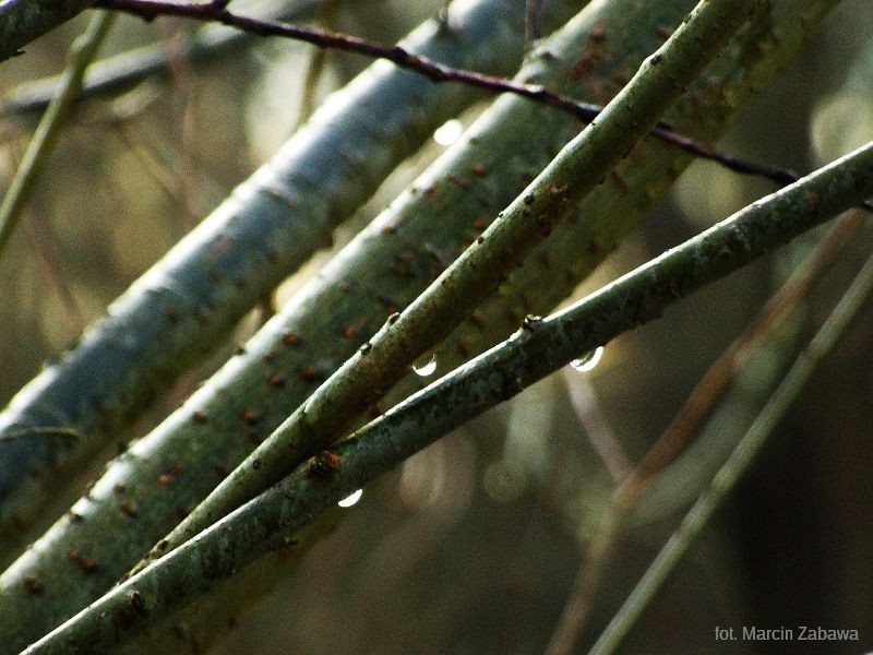 Fotograficzne obrazy przedwiośnia