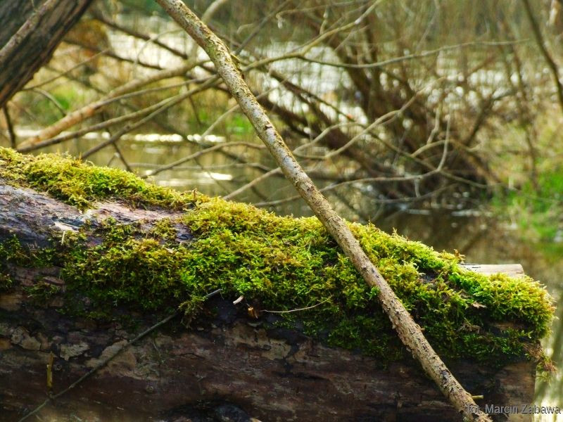 Fotograficzne obrazy przedwiośnia