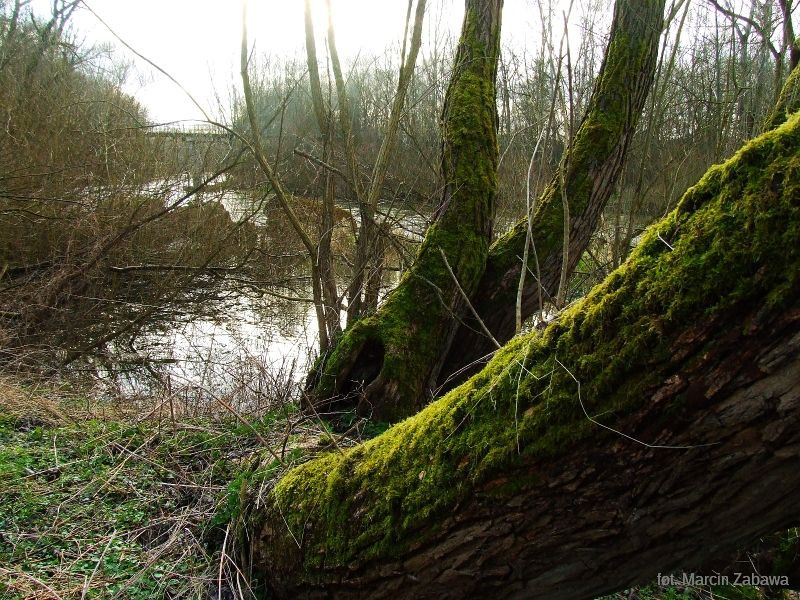 Fotograficzne obrazy przedwiośnia