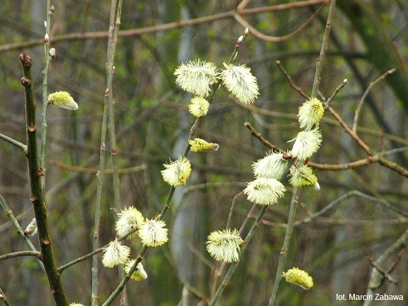 Fotograficzne obrazy przedwiośnia