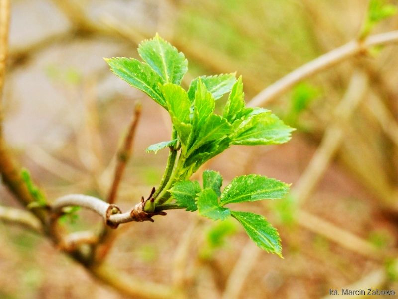 Fotograficzne obrazy przedwiośnia