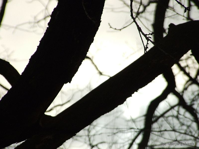 Fotograficzne obrazy przedwiośnia