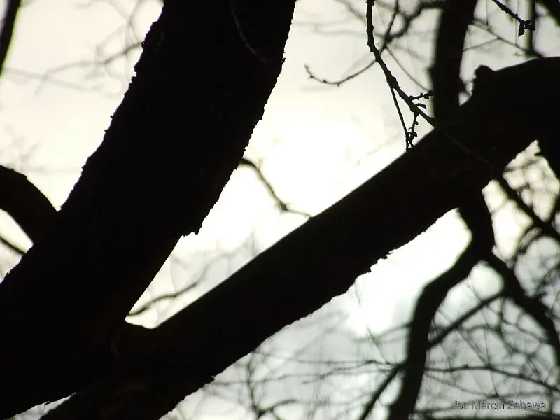 Fotograficzne obrazy przedwiośnia