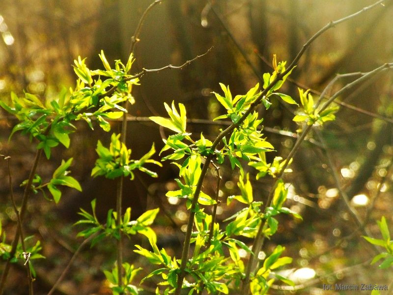 Fotograficzne obrazy przedwiośnia