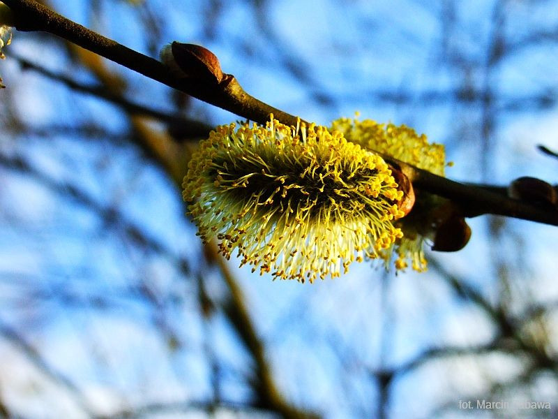 Fotograficzne obrazy przedwiośnia