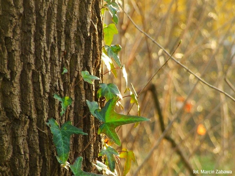 Fotograficzne obrazy przedwiośnia