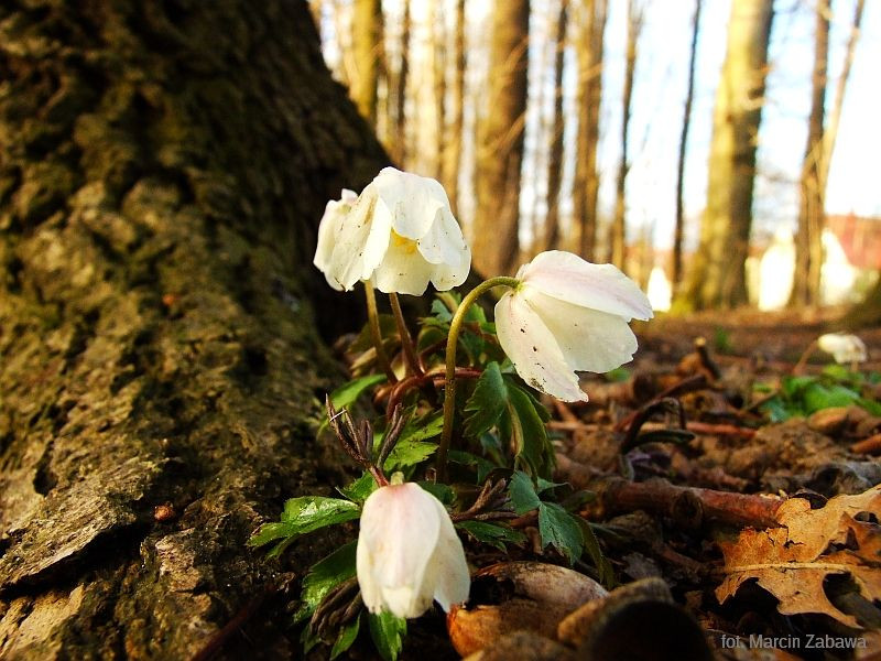 Fotograficzne obrazy przedwiośnia