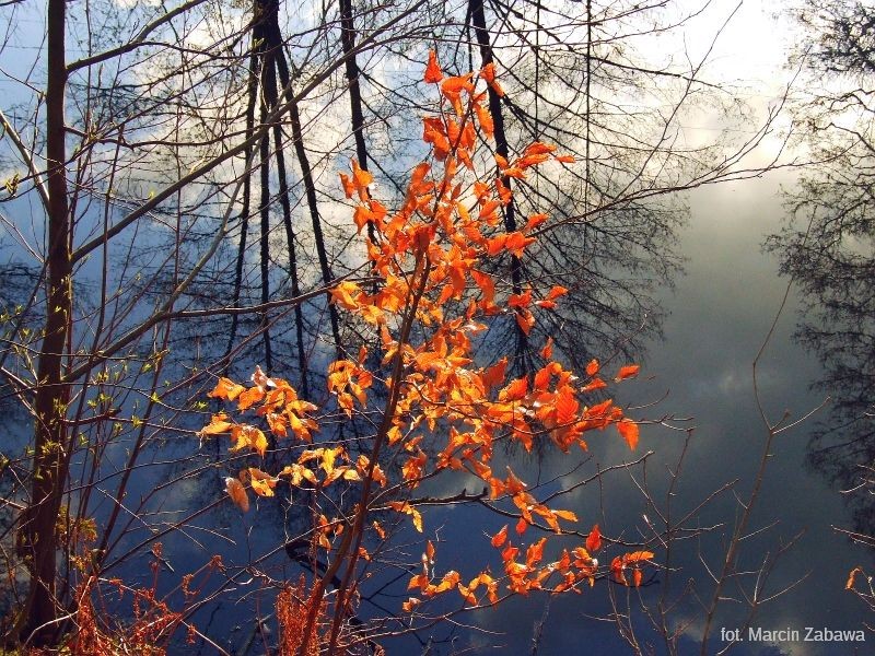 Fotograficzne obrazy przedwiośnia