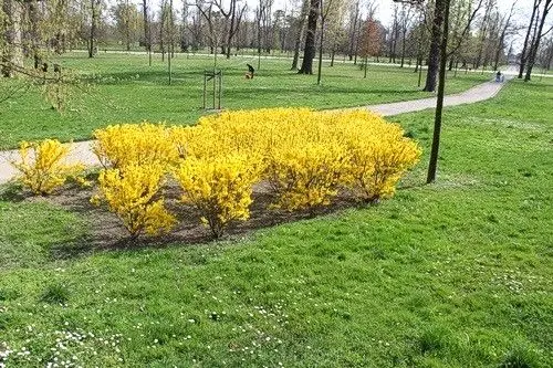 Park
