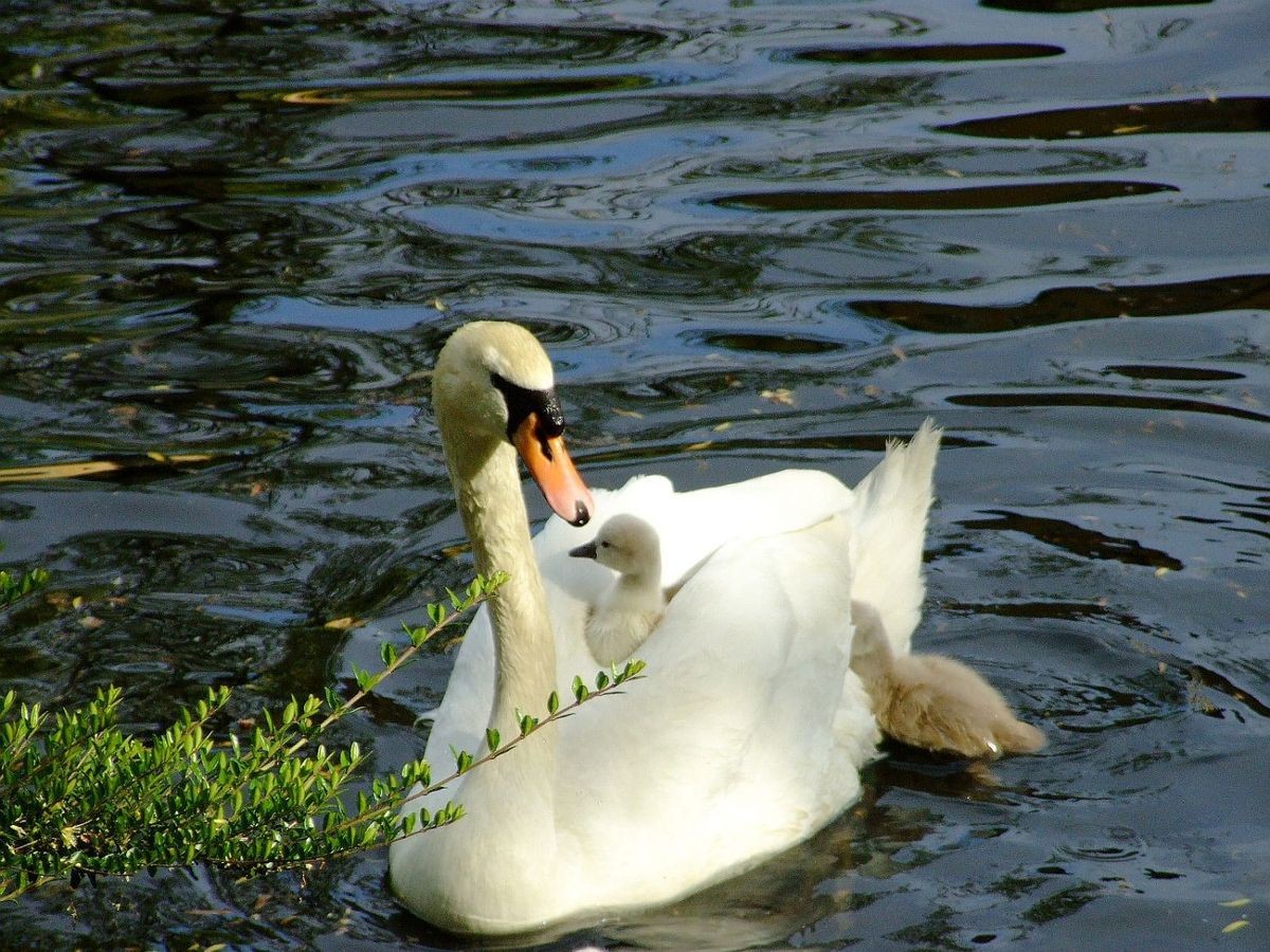 Łabędzia rodzina kolejny raz się powiększyła