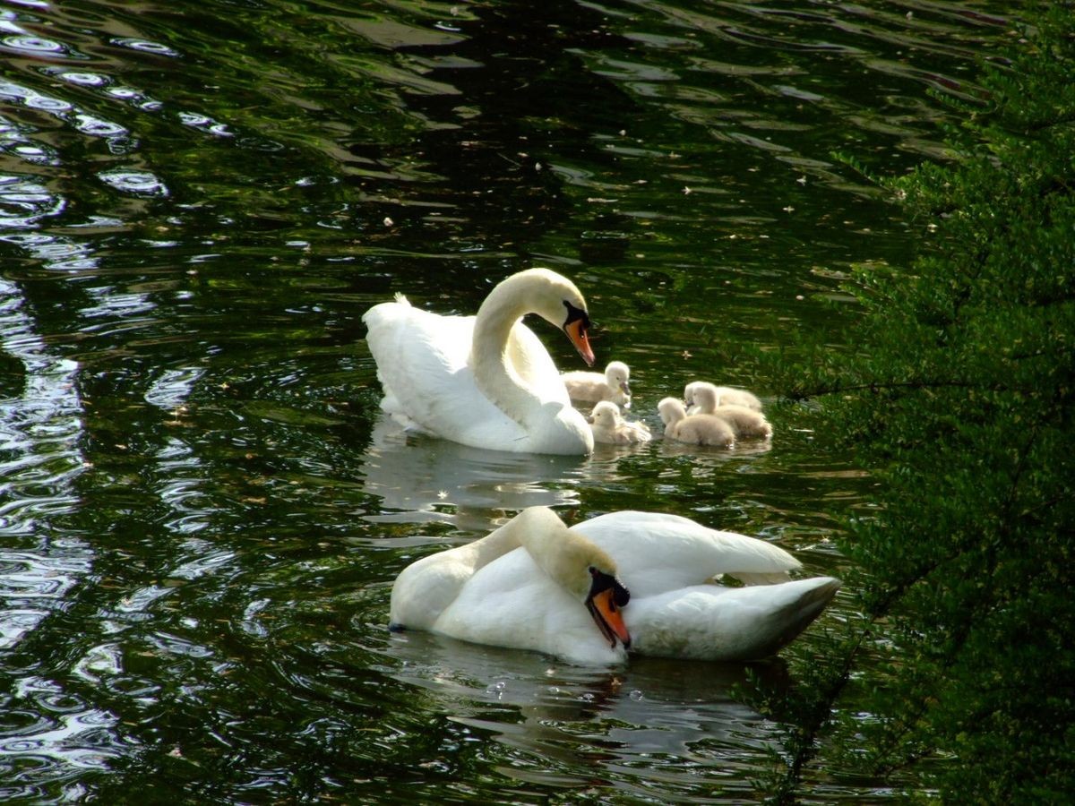 Łabędzia rodzina kolejny raz się powiększyła