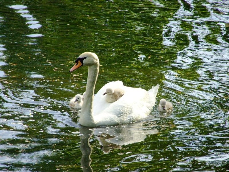 Łabędzia rodzina kolejny raz się powiększyła