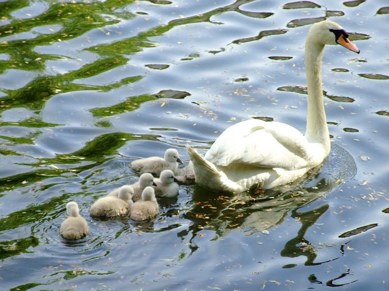 Łabędzia rodzina kolejny raz się powiększyła