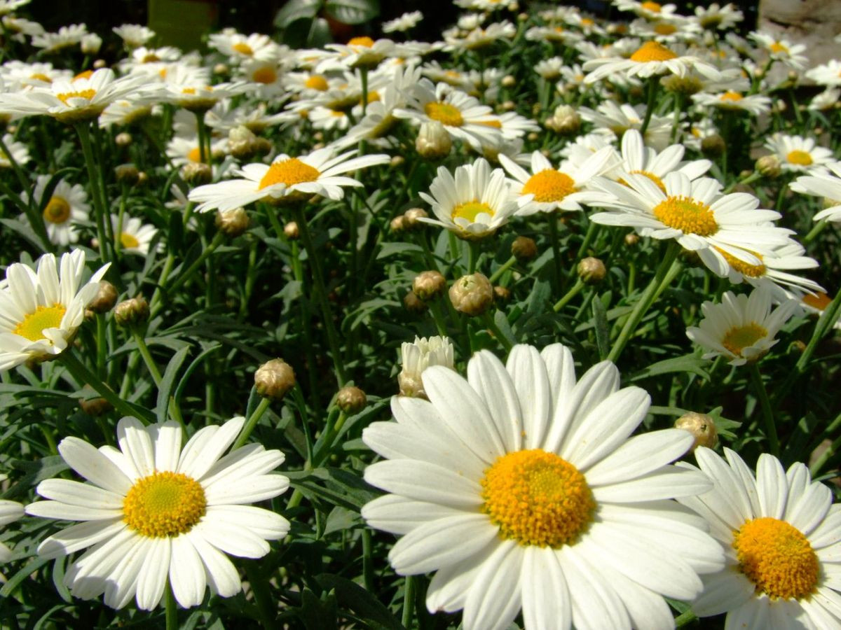 Targi Ogrodniczo-Techniczne w Meduzie