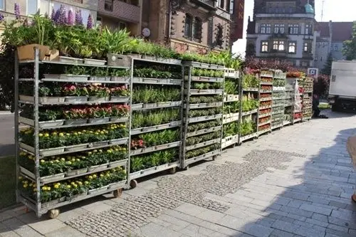 Kwitnąca Legnica