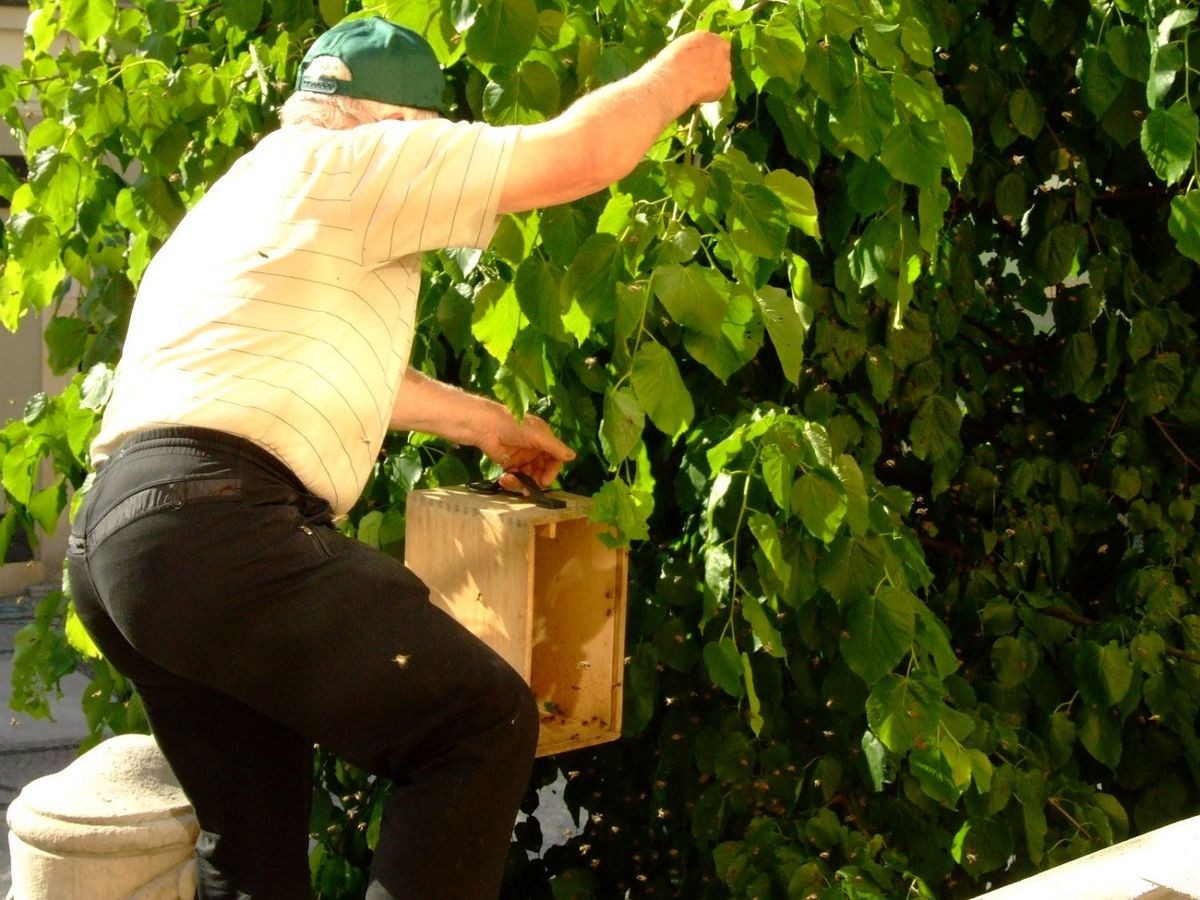 Rój pszczół na drzewie w Rynku