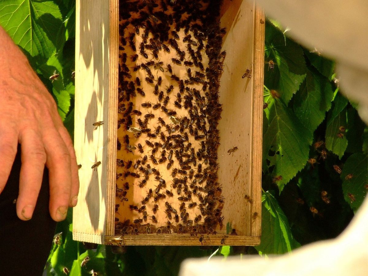 Rój pszczół na drzewie w Rynku